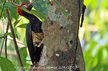 White-bellied Woodpecker